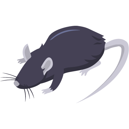 Piège à rat, solutions anti rat, traitement rats