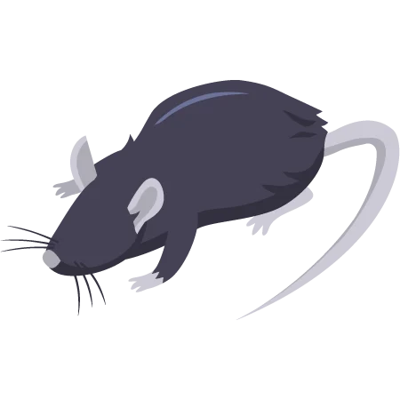 Piège à rat, solutions anti rat, traitement rats