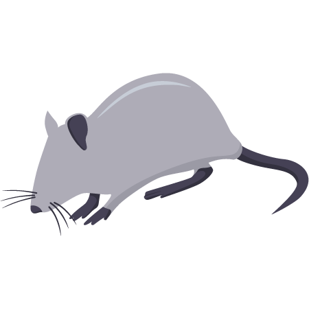 ✨ Piège à souris, solutions anti souris professionnelles