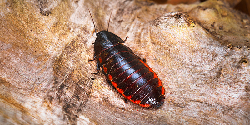 La blatte américaine