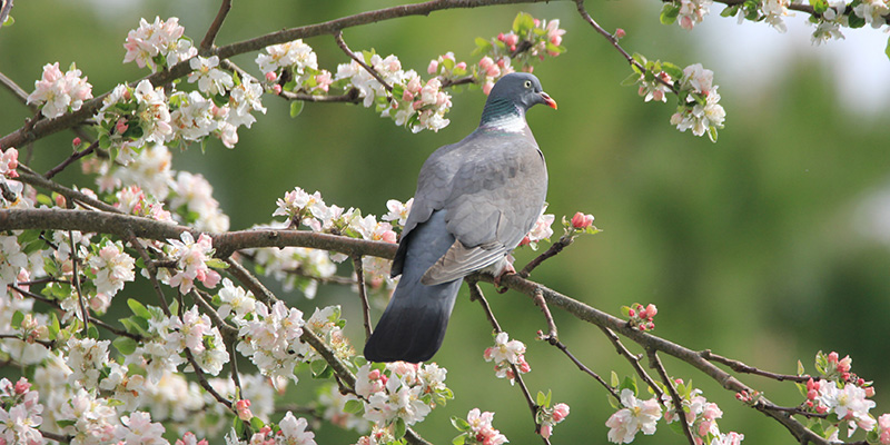 Pigeon ramier