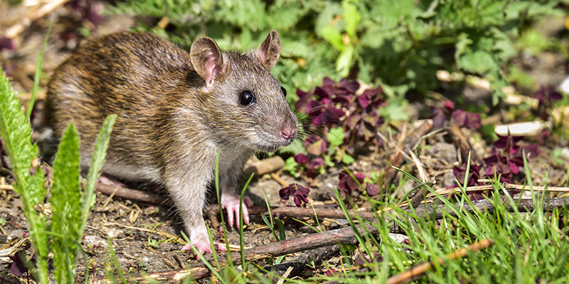 Comment différencier les souris des rats ?