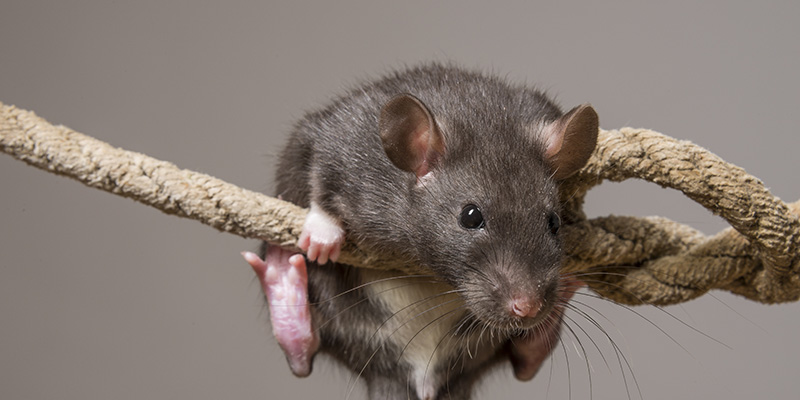 Comment se débarrasser des rats, souris et autres rongeurs à la