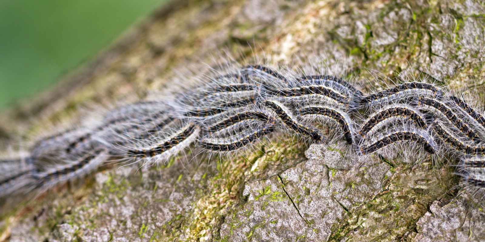 Chenille processionnaire du chêne