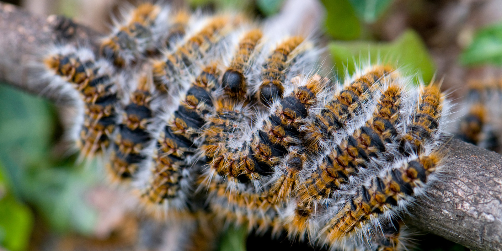 Chenille processionnaire du pin