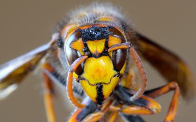 Présence de frelons sur un balcon