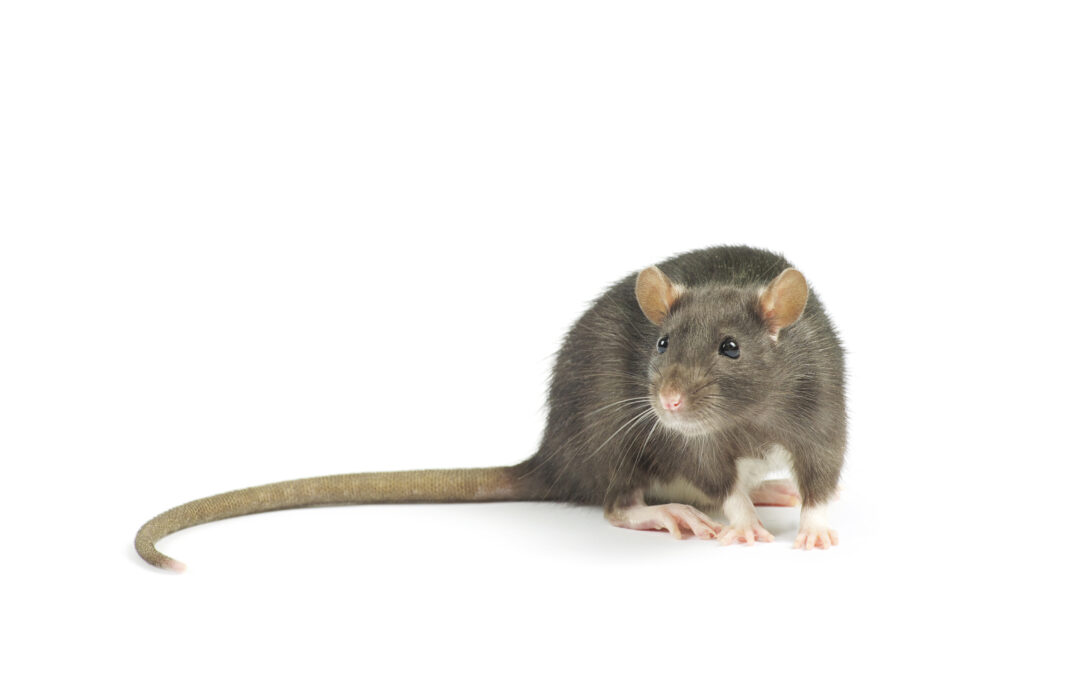 Comment repérer la présence de rats chez soi