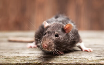 Comment empêcher un rat de rentrer chez vous ?