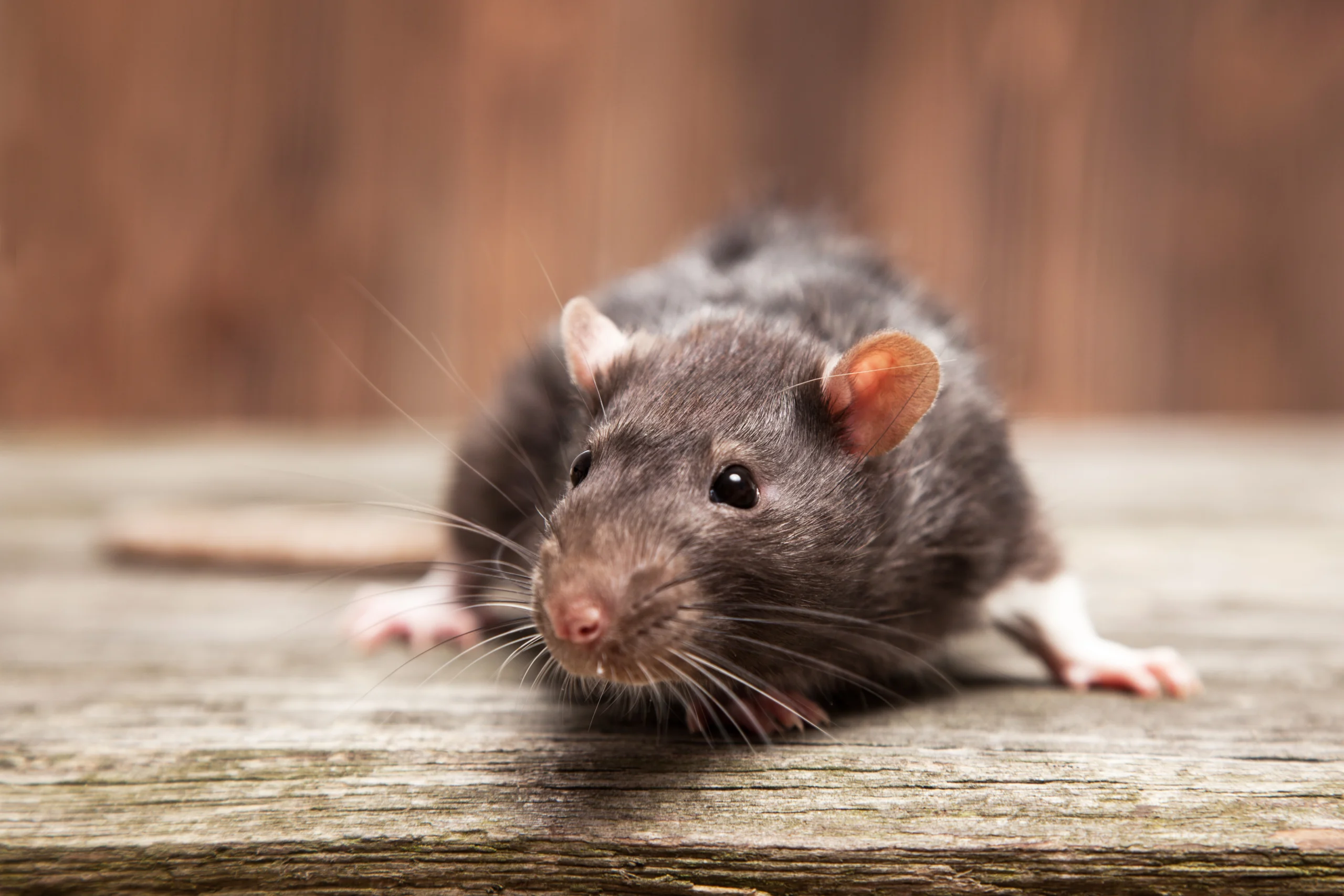 Comment empêcher un rat de rentrer chez vous ?