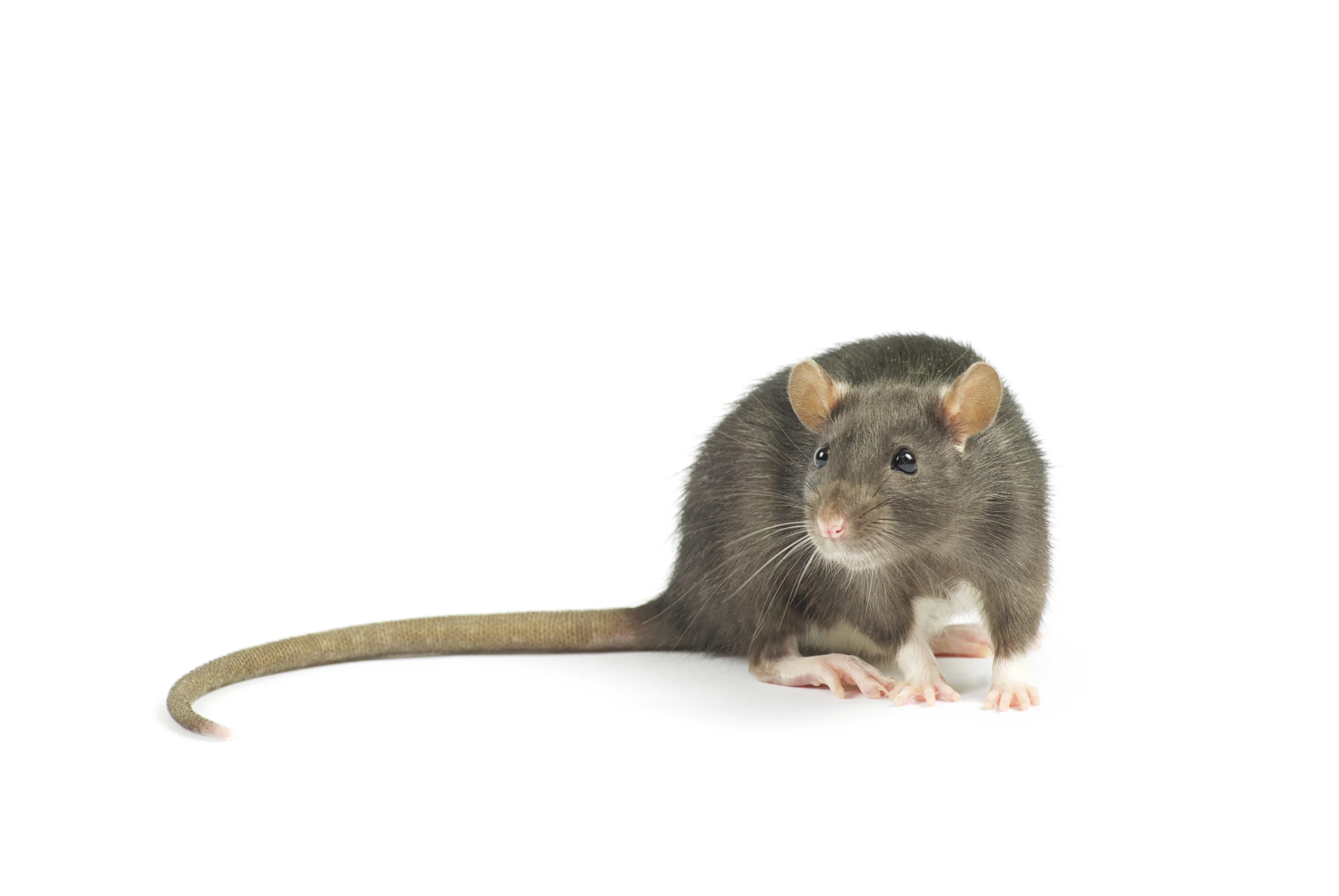 Comment repérer la présence de rats chez soi