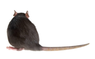 Les pièges mécaniques contre les rats