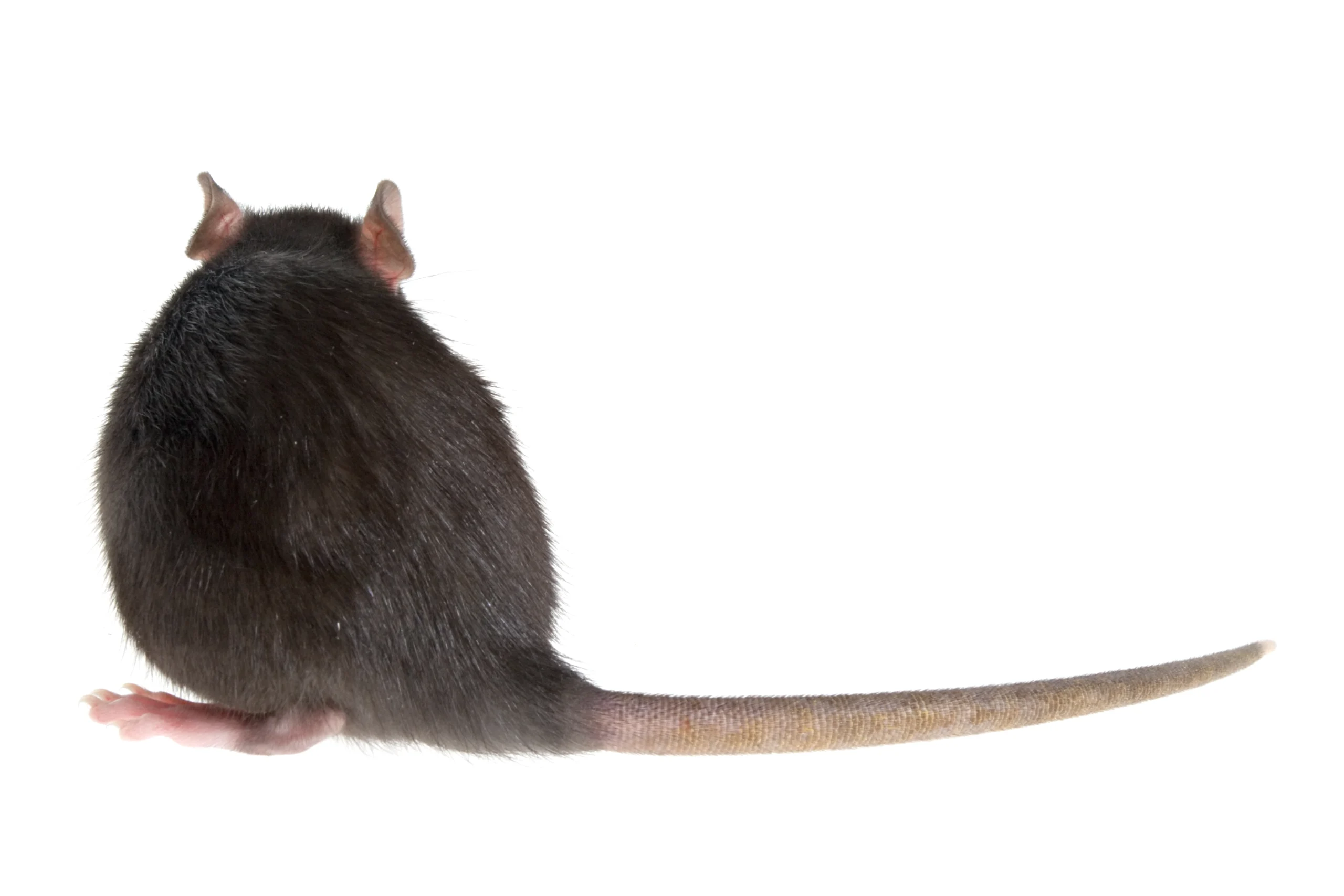 Les pièges mécaniques contre les rats