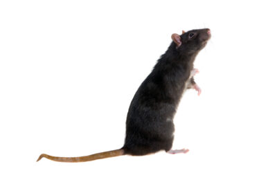 Comment capturer un rat noir ?