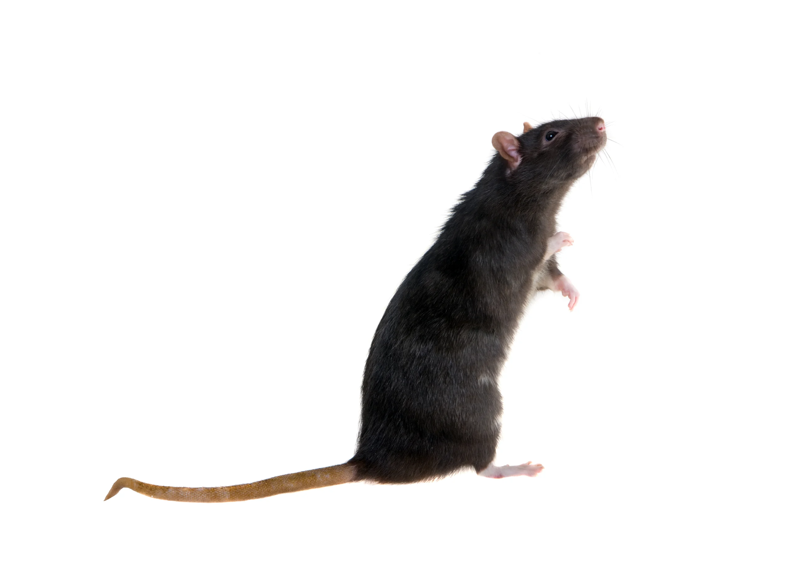 Comment capturer un rat noir ?