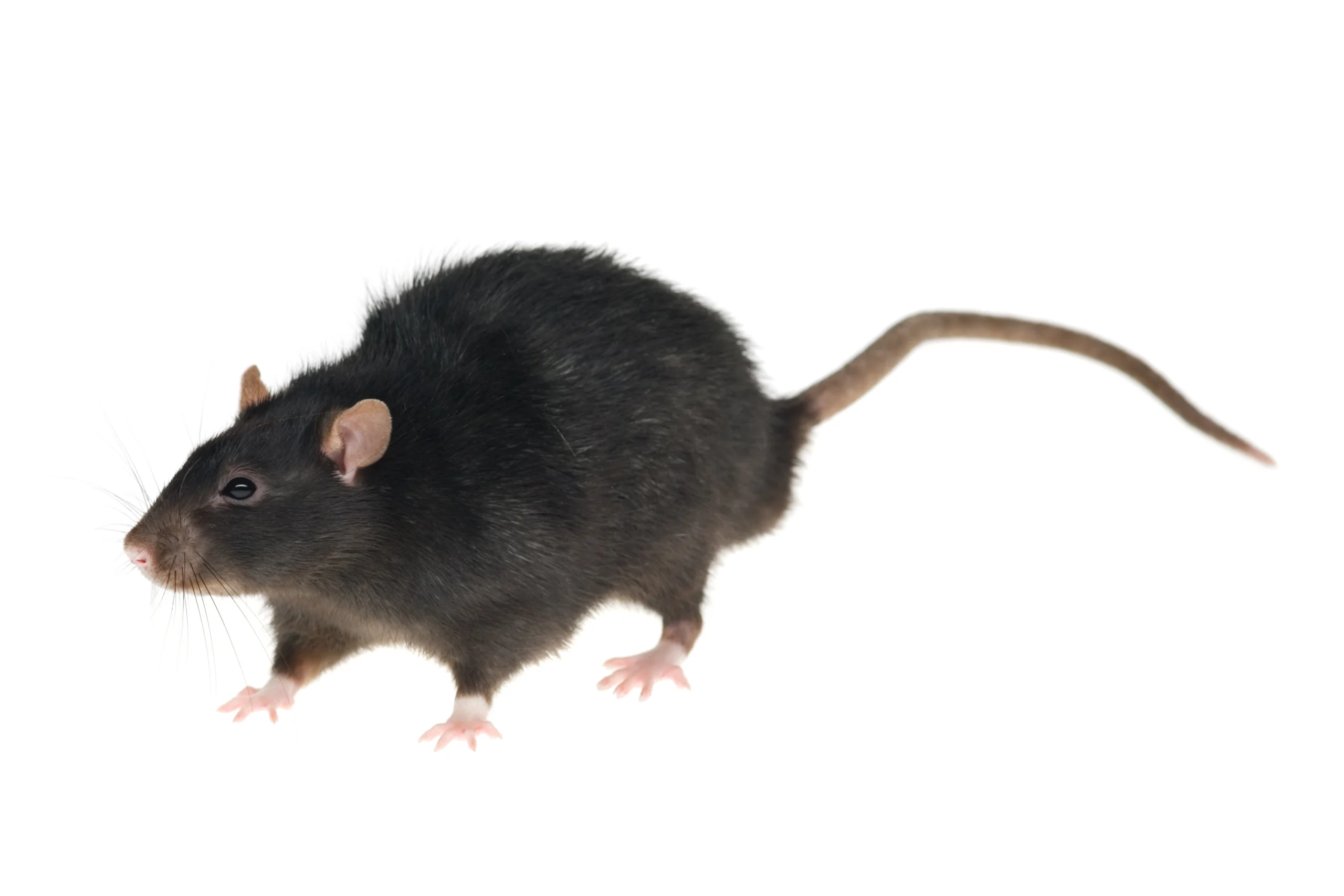 Les appâts toxiques contre les rats